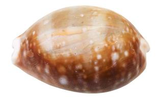 concha de molusco cauri aislado en blanco foto