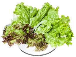 leaves of Lollo rosso and Leaf lettuce in pan photo