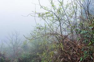 rain drops on tree on hill slope in misty spring photo