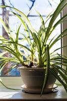 planta de interior de clorofito en maceta en el alféizar de la ventana foto