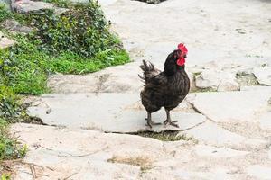 gallo negro en la calle en el pueblo de chengyang foto