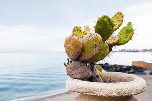 cactus in pod on waterfront in Giardini Naxos photo