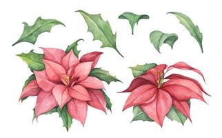 Set of Red Christmas poinsettia flowers. Watercolor illustration. vector