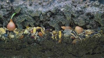 8k graines de plantes qui pourrissent sous le sol moisissent et gâtent video