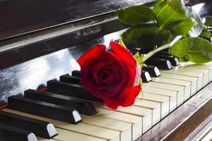 Red rose on the top of grand piano keys. close photo