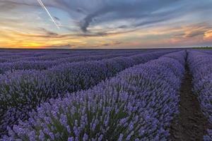 hermoso paisaje de campos de lavanda al atardecer con un cielo espectacular foto