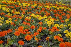 Lot of bright orange and yellow tagetes flowers on a field photo