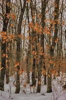forest with trees with leaves during winter in the forest photo