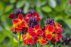 The brightly colored spring flowers of Erysimum cheiri also known as the Wallflower. photo