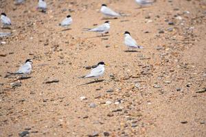 Piping Plover Standing on a Sand Beach photo