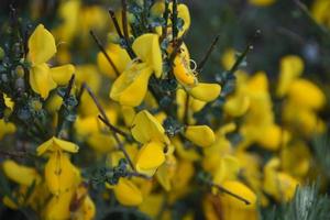 Amazing Up Close Look at a Yellow Scotch Broom Bush photo