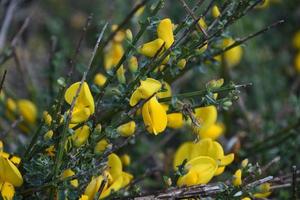 A Close Up Look at a Irish Bloom Bush Flowering photo