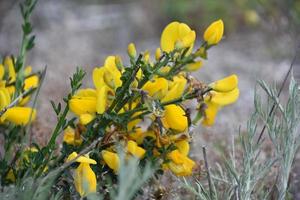 Close Up Look at Scottish Broom Blossoms in Bloom photo