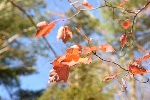 Colorful Leaves Remaining on a Tree in the Fall photo