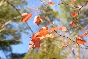 hojas coloridas que quedan en un árbol en otoño foto