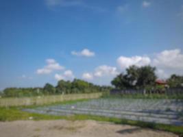 Defocused abstract blur of blue sky with puffy clouds over rice fields background photo