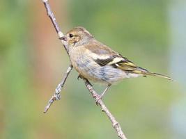 Chaffinch young on a branch in the forest. Brown, gray, green plumage. Songbird photo