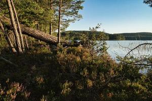 On a lake in Sweden, with S. In the background forests and blue sky. Nature shot photo