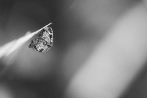 araña cruzada en blanco y negro fotografiada acurrucada con presa en una brizna de hierba foto