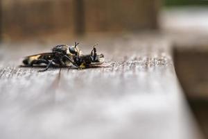 Yellow murder fly or yellow robber fly with a bumblebee as prey. Insect is sucked photo