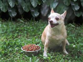 happy and healthy Chihuahua dog sitting on green grass with dog food bowl, looking at copy space curiously. photo