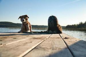 Dog lovers lying on a jetty and looking at the lake in Sweden. Goldendoodle and mix photo