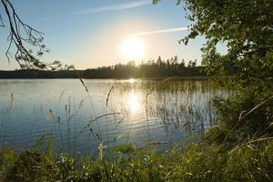 en un lago en suecia, con nenúfares y juncos. en el fondo bosques y cielo foto