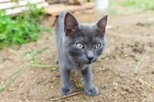 Funny short-haired domestic gray kitten sneaking through backyard background. British cat walking outdoors in garden on summer day. Pet care health and animals concept New lovely member of family photo