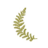 Green fern leaf, branch on a white background. Forest plant vector flat cartoon illustration.