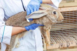 Veterinarian woman with stethoscope holding and examining rabbit on ranch background close up. Bunny in vet hands for check up in natural eco farm. Animal care and ecological farming concept. photo