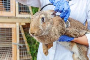 mujer veterinaria con estetoscopio sosteniendo y examinando conejo en el fondo del rancho de cerca. conejito en manos veterinarias para chequeo en granja ecológica natural. concepto de cuidado animal y agricultura ecológica. foto