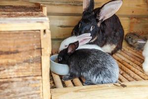 Many different small feeding rabbits on animal farm in rabbit-hutch, barn ranch background. Bunny in hutch on natural eco farm. Modern animal livestock and ecological farming concept. photo