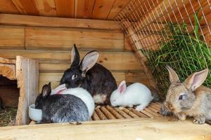 Many different small feeding rabbits on animal farm in rabbit-hutch, barn ranch background. Bunny in hutch on natural eco farm. Modern animal livestock and ecological farming concept. photo