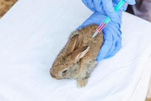 Veterinarian woman with syringe holding and injecting rabbit on ranch background close up. Bunny in vet hands for vaccination in natural eco farm. Animal care and ecological farming concept. photo