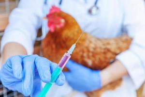 Veterinarian woman with syringe holding and injecting chicken on ranch background. Hen in vet hands for vaccination in natural eco farm. Animal care and ecological farming concept. photo