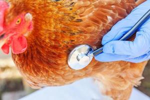 Veterinarian with stethoscope holding and examining chicken on ranch background. Hen in vet hands for check up in natural eco farm. Animal care and ecological farming concept. photo