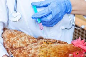 Veterinarian woman with syringe holding and injecting chicken on ranch background. Hen in vet hands for vaccination in natural eco farm. Animal care and ecological farming concept. photo