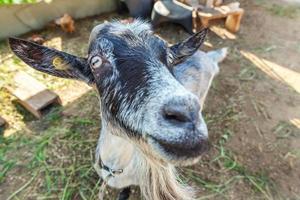 Cute goat relaxing in ranch farm in summer day. Domestic goats grazing in pasture and chewing, countryside background. Goat in natural eco farm growing to give milk and cheese. photo