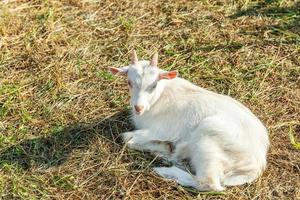 linda cabra joven relajándose en la granja del rancho en el día de verano. cabras domésticas pastando en pastos y masticando, fondo rural. cabra en granja ecológica natural que crece para dar leche y queso. foto