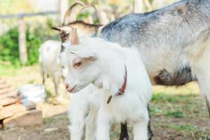 Cute young baby goat relaxing in ranch farm in summer day. Domestic goats grazing in pasture and chewing, countryside background. Goat in natural eco farm growing to give milk and cheese. photo