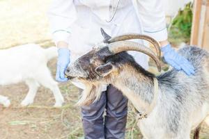 joven veterinaria con estetoscopio sosteniendo y examinando cabra en el fondo del rancho. cabra joven con manos de veterinario para chequeo en granja ecológica natural. concepto de cuidado animal y agricultura ecológica. foto