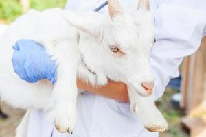 Young veterinarian woman with stethoscope holding and examining goat kid on ranch background. Young goatling with vet hands for check up in natural eco farm. Animal care and ecological farming concept photo