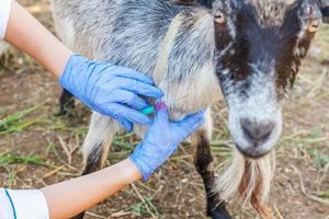 Veterinarian woman with syringe holding and injecting goat on ranch background. Young goat with vet hands, vaccination in natural eco farm. Animal care, modern livestock, ecological farming. photo