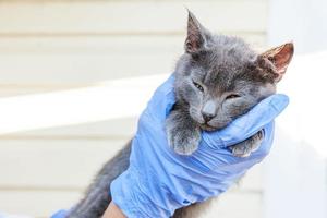 Veterinarian holding and examining gray kitten. Close up of young cat getting check up by vet doctor hands. Animal care and pet treatment concept. photo