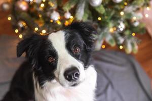 Funny cute puppy dog border collie near Christmas tree at home indoors. Dog and Christmas tree with defocused garland lights. Preparation for holiday. Happy Merry Christmas time concept. photo