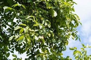 Fruits of a walnut tree juglans regia photo