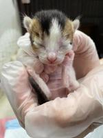 Three-coloured kitten lying in hand. Close up of new born kitten in a hand. New born kitten lying in hand photo