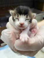 Three-coloured kitten lying in hand. Close up of new born kitten in a hand. New born kitten lying in hand photo