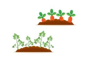 Potato and carrot harvest clipart vector