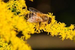 Honey bee on top of yellow goldenrod in the evening sun photo